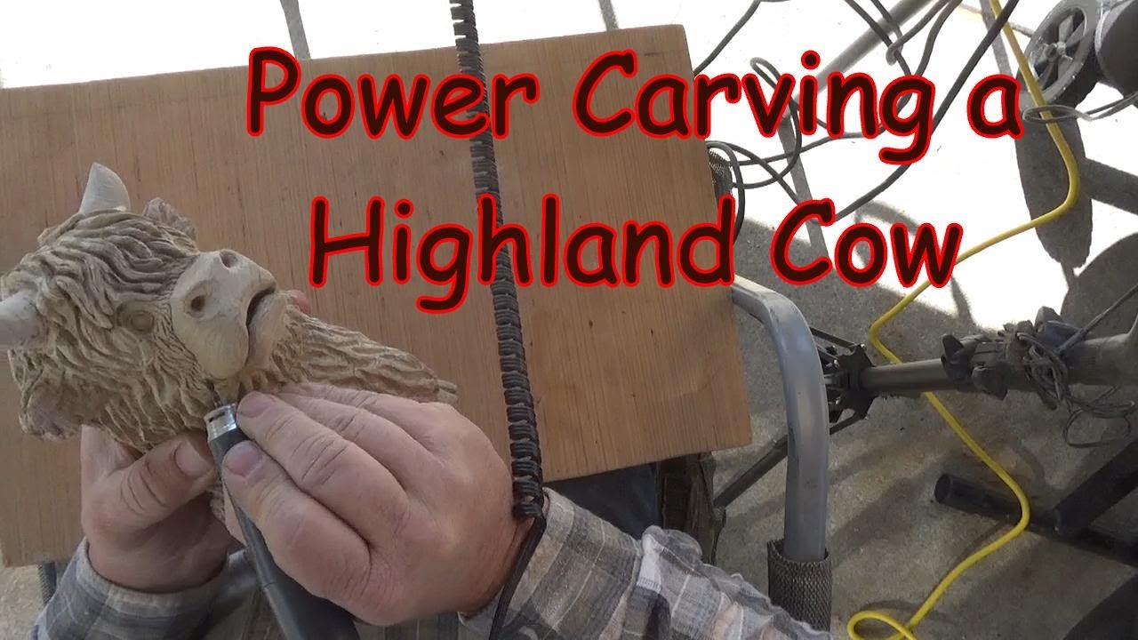Highland cow