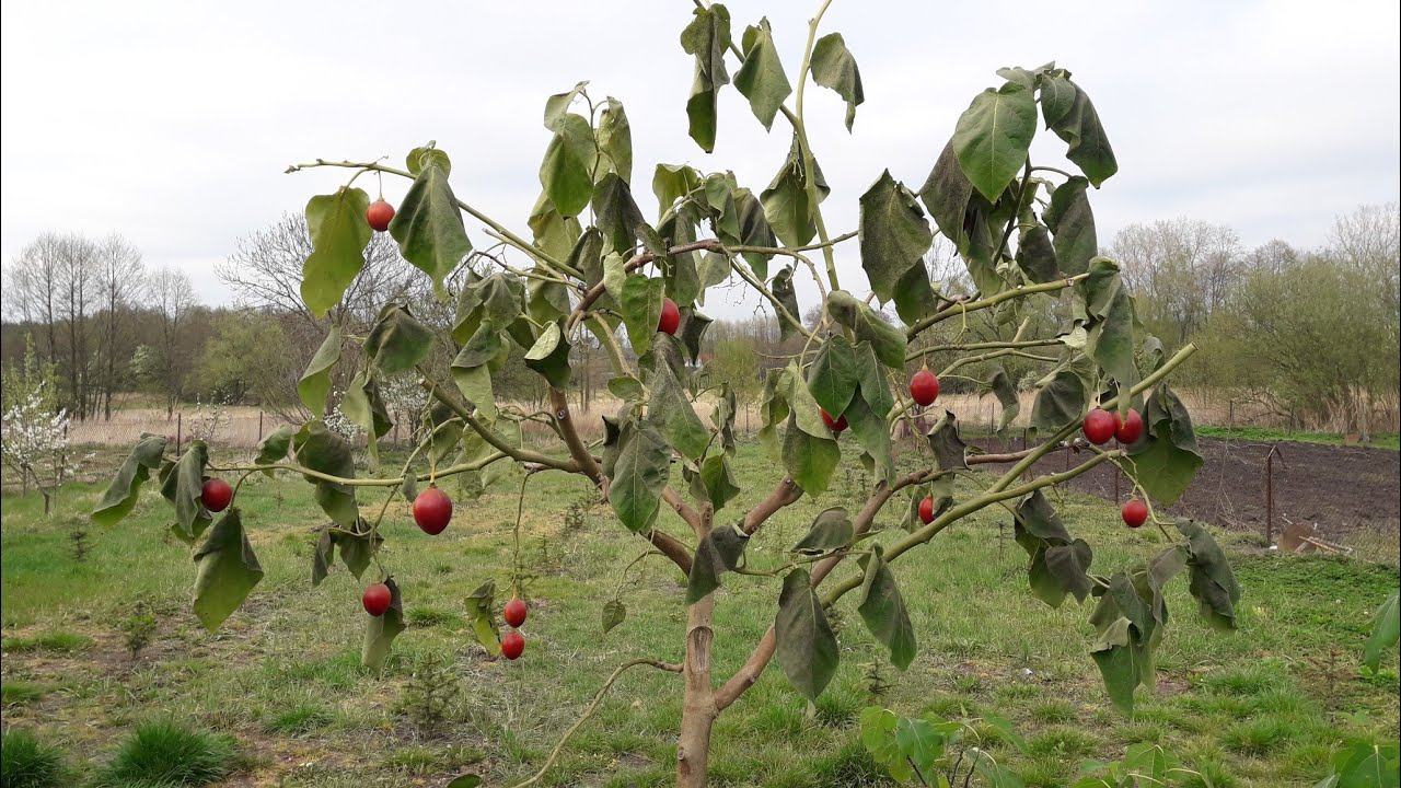 Tamarillo 4 lata uprawy .