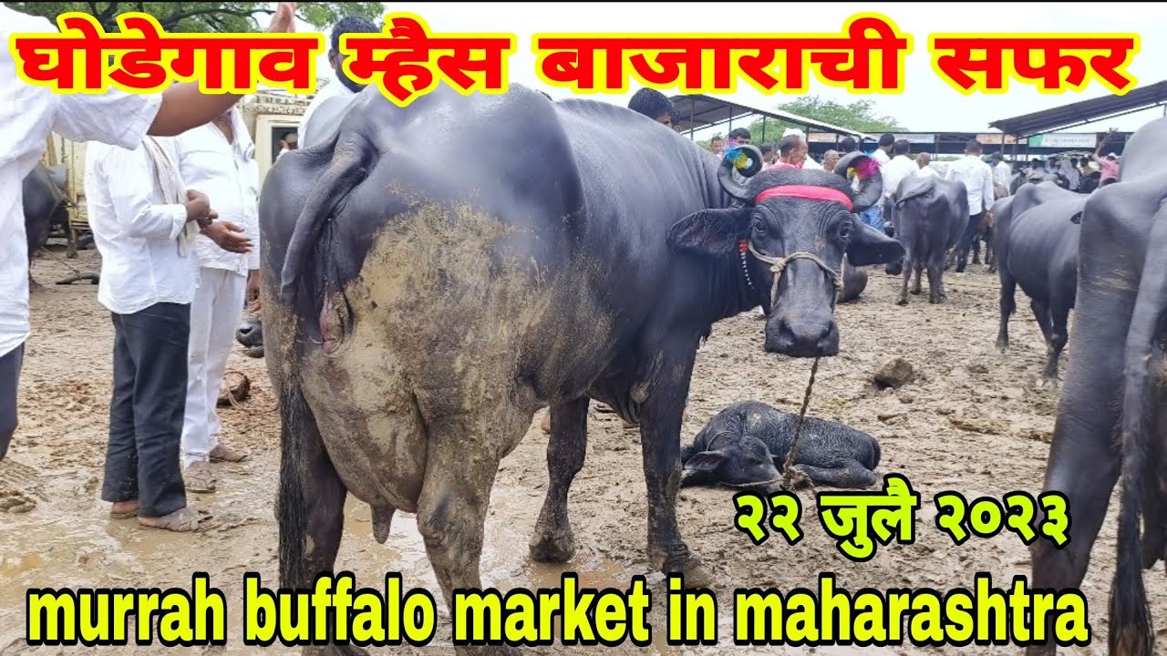 २२जुलै२०२३घोडेगाव म्हैस बाजार||murrah, jafarabadi , buffalo market in maharashtra