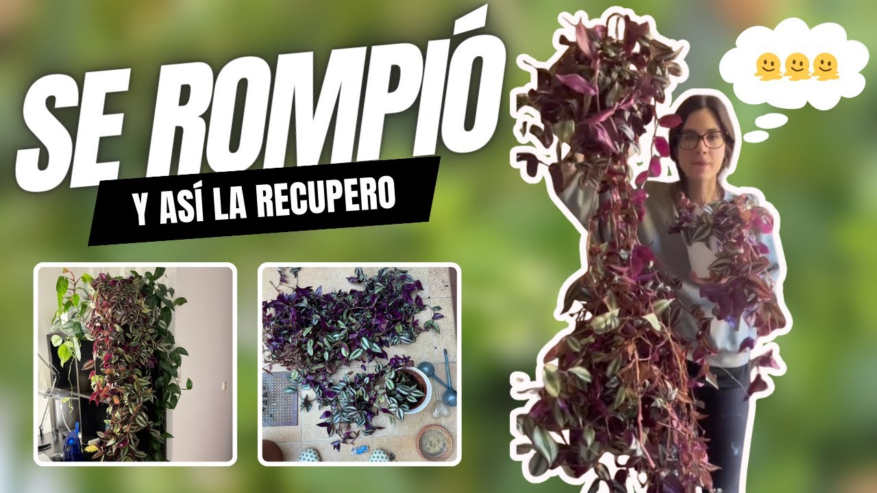 Por qué mi TRADESCANTIA se rompió y cómo la replanto desde cero 🌱✨