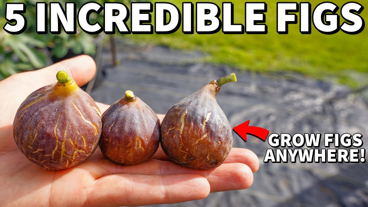 5 Quick Fruiting FIG TREES Everyone Can Grow At Home