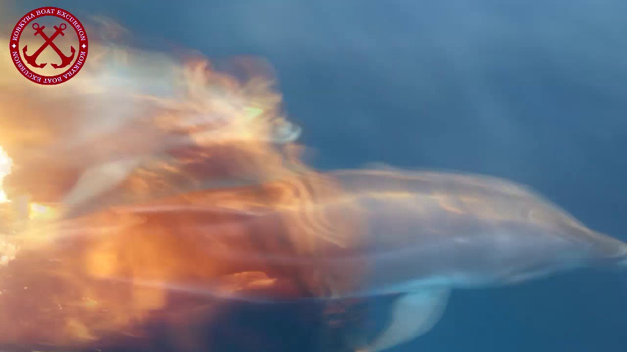 Dolphins by boat KORKYRA