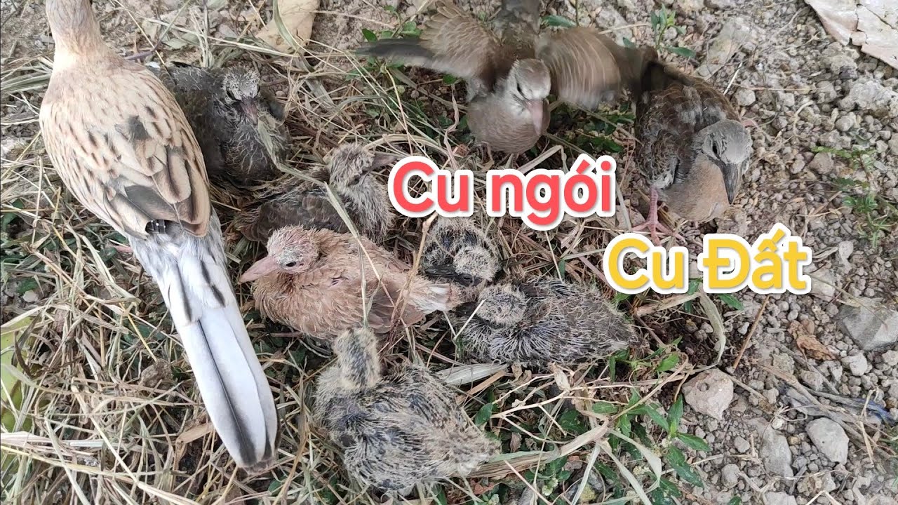 Phân biệt Cu Ngói và Cu Đất ( Cu Lửa vs Cu Cườm)
