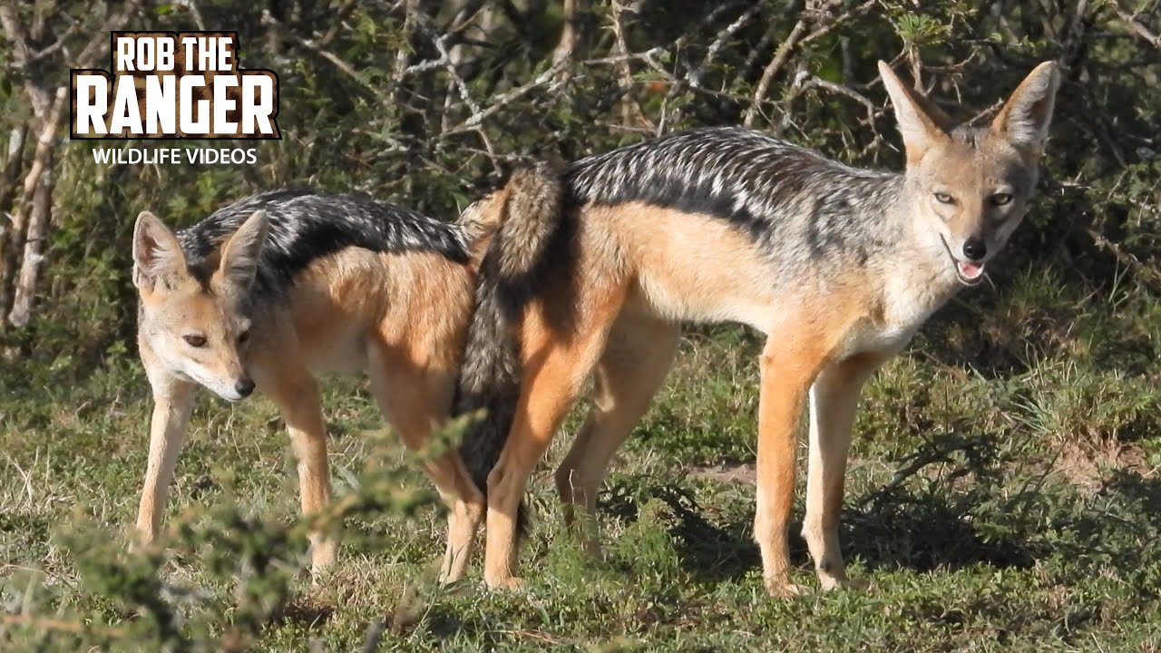 Jackals Stuck In A Copulatory Tie!! | Lalashe Mara Ripoi Safari