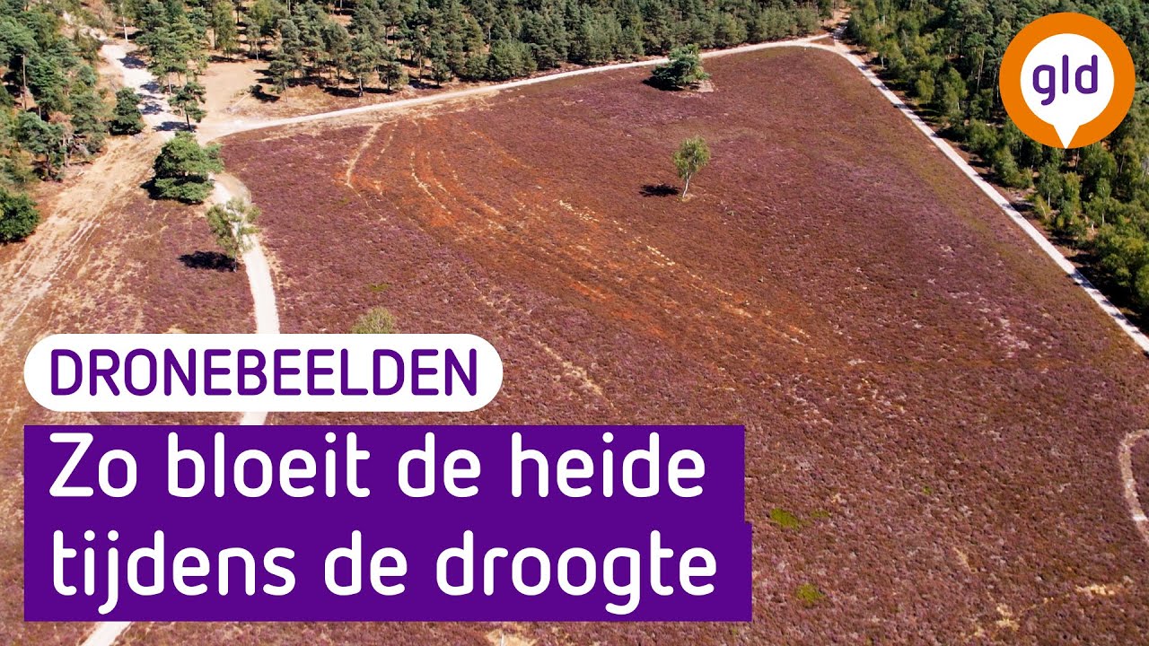 Dit is de bloeiende heide vanuit de lucht