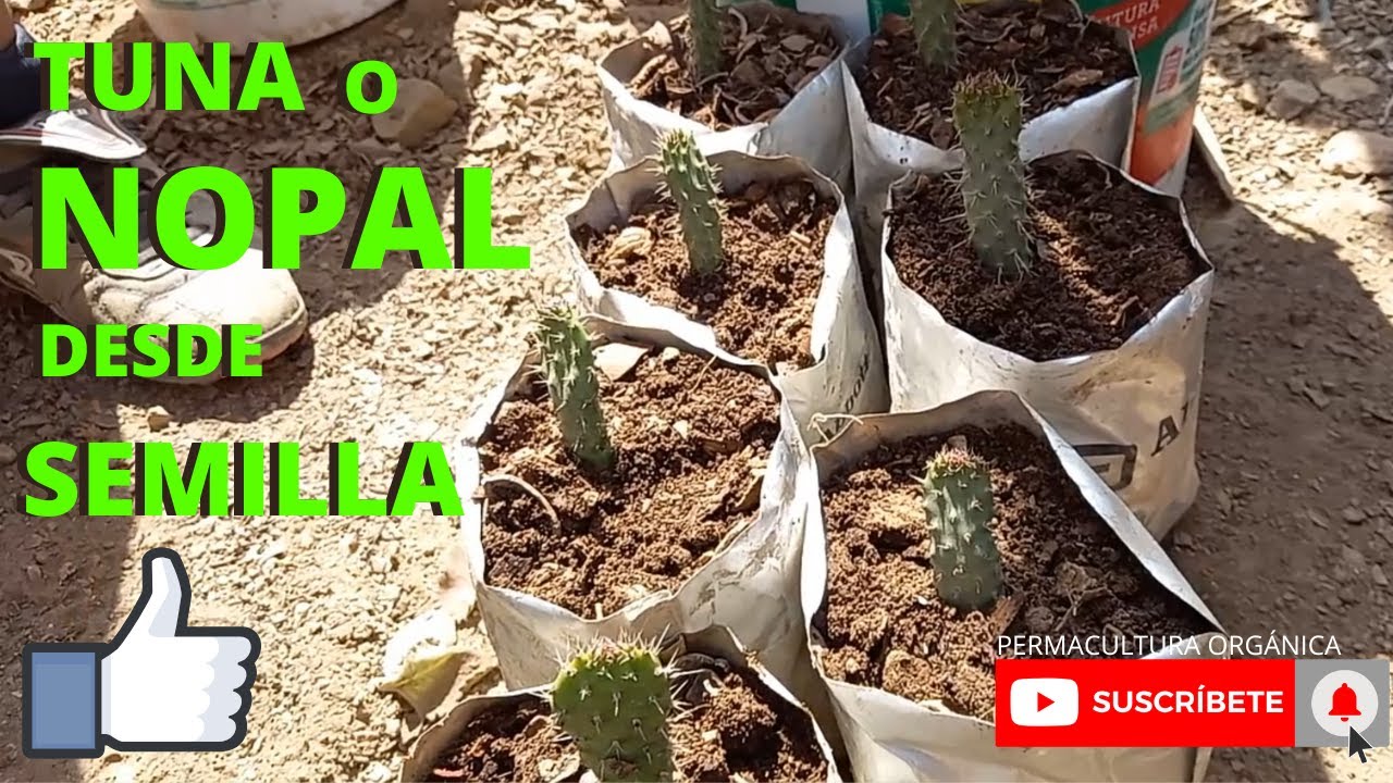 CÓMO CULTIVAR TUNA O NOPAL DESDE SEMILLA