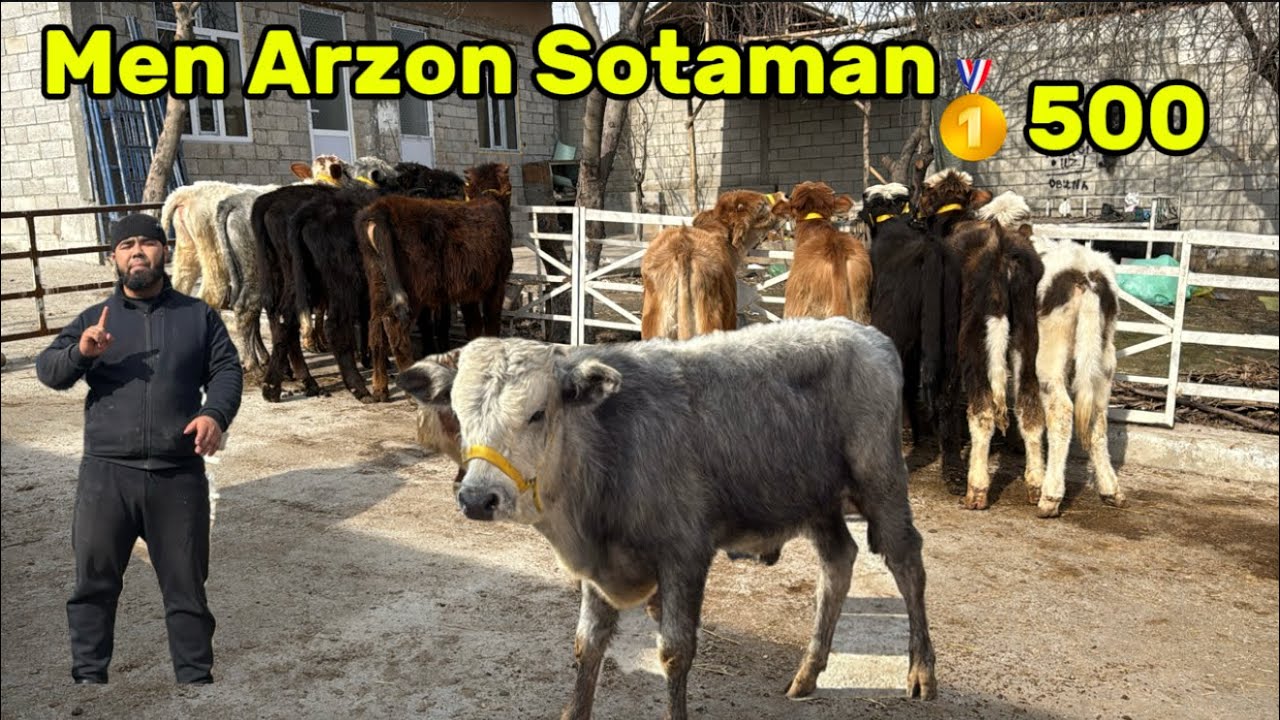 💥💥MANA SIZ IZLAGAN BEKZOD IDEAL BUQALAR BILAN QAUTDI✅
