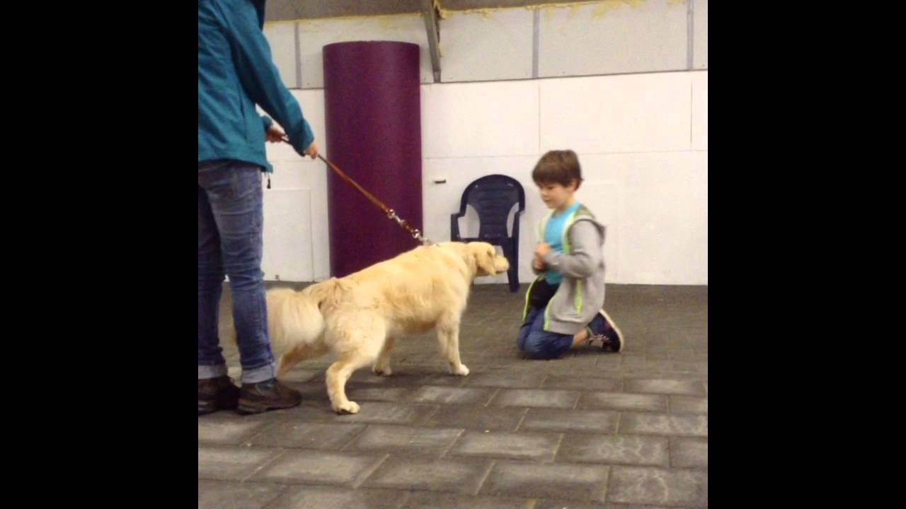 Samenwerking Tussen Pleeggezinnen, Super Junior Trainer En Autisme Geleidehonden In Opleiding