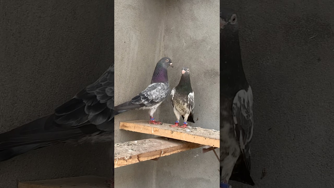 Dub wala pair