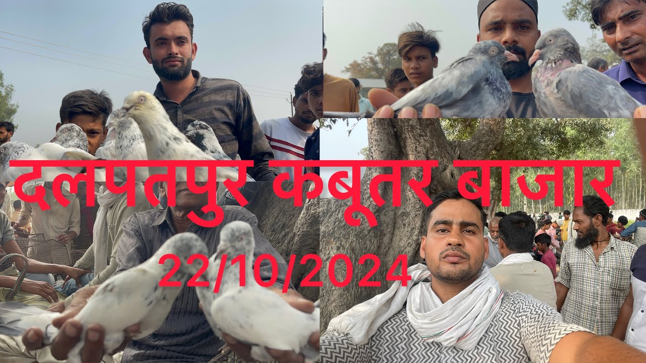दलपत पुर कबूतर बाजार Dalpatpur Kabootar bajar 22/10/2024