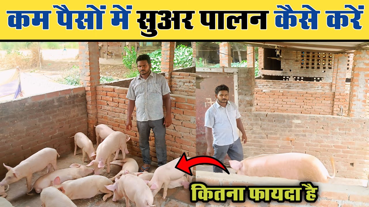 कम पैसों में सुअर 🐖 पालन कैसे करें | Pig Farming