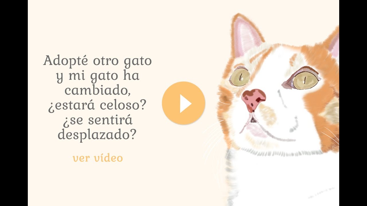 Adopté otro gato y mi gato ha cambiado, ¿estará celoso? ¿se sentirá desplazado?