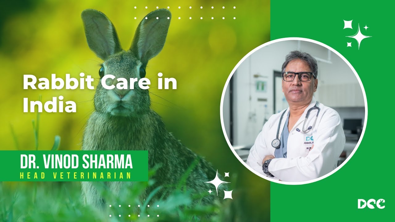 Rabbit Care Tips in India with Dr. Vinod Sharma
