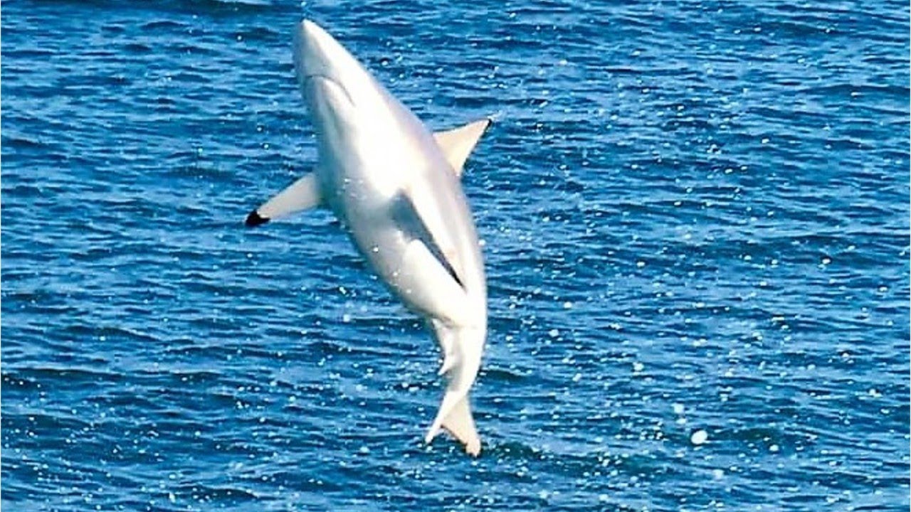 Spinner Sharks in Florida: Fun Facts You Should Know
