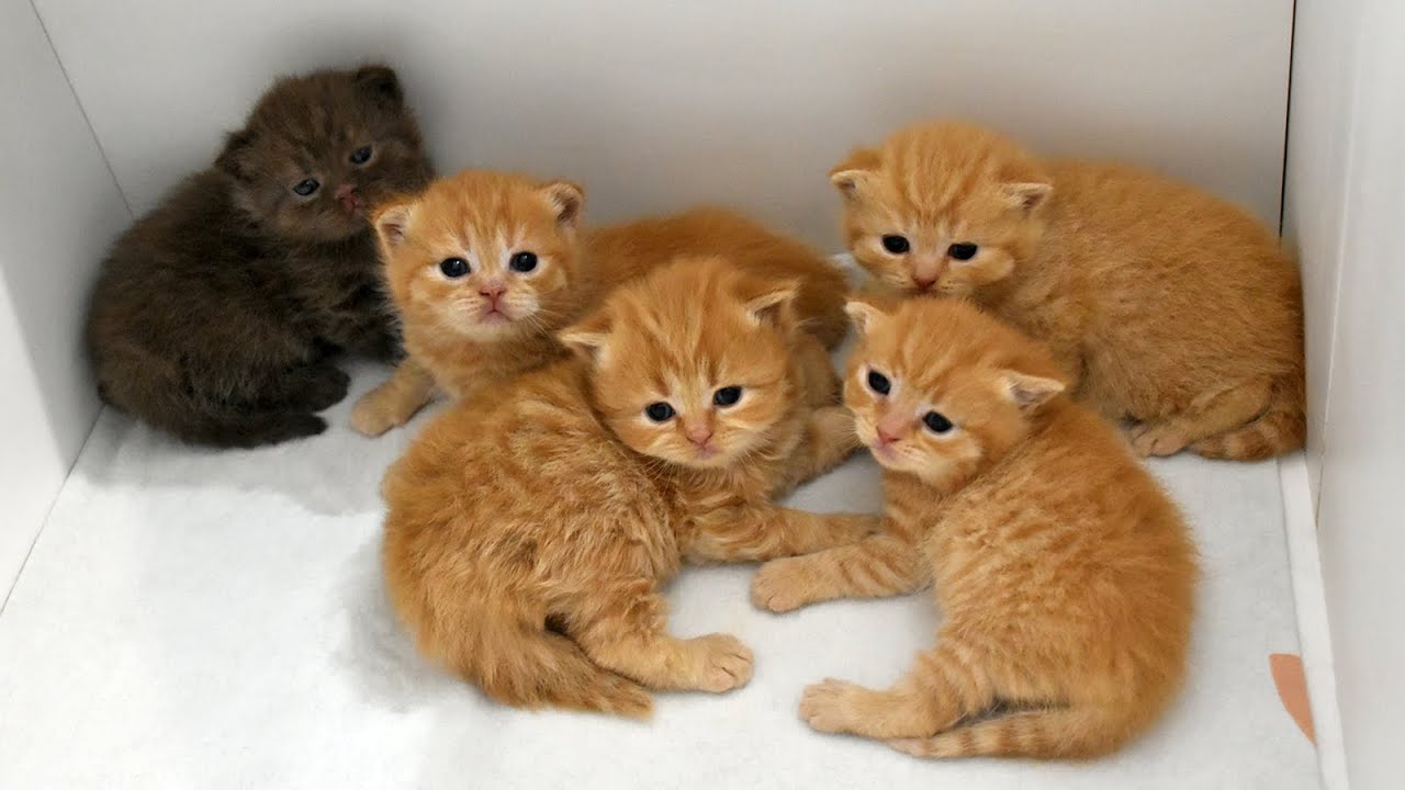 ❤ Kittens T ❤ *27.08.2025 ❤ British Short-Longhair Red und Chocolate ❤ From 2 days to 28 days old