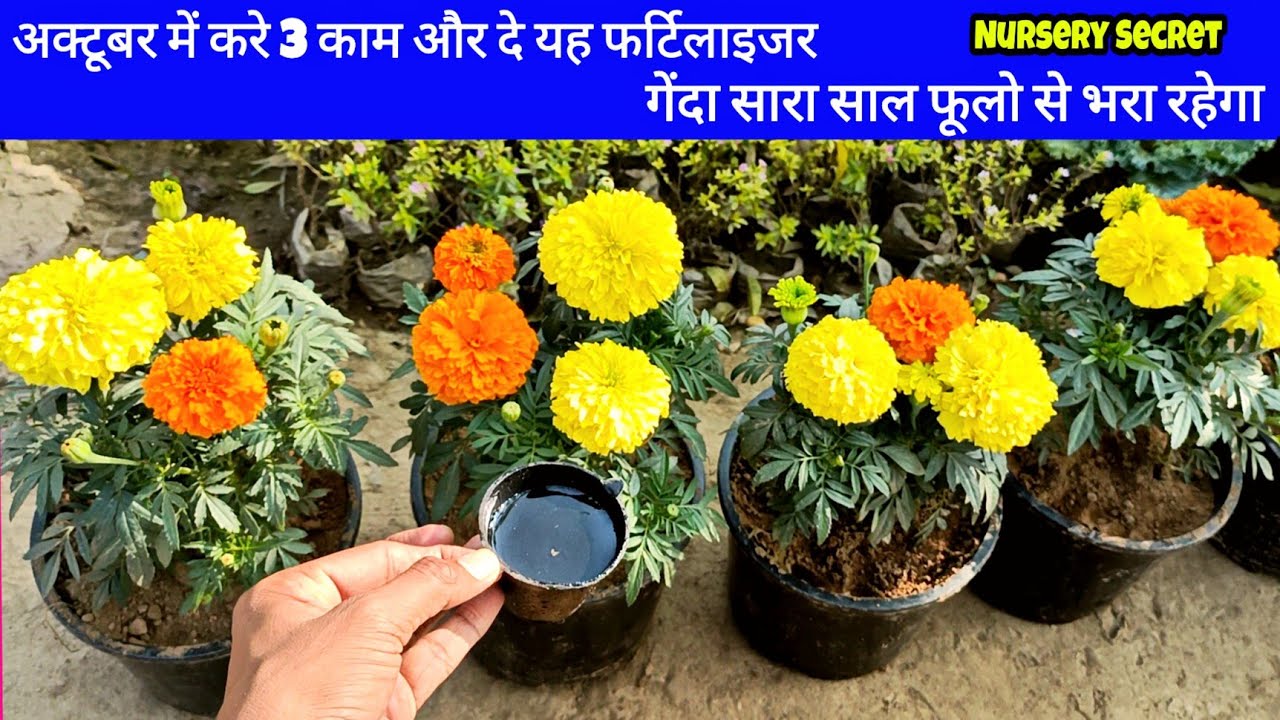 गेंदे में एक बार यह चीज डालिए और फूल देखिए , Marigold plant care Tips And fertilizer for flowers