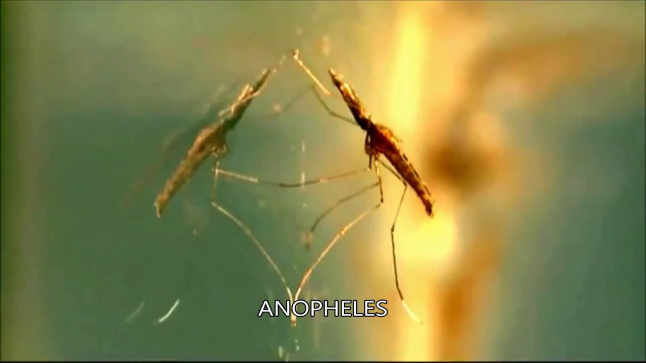 3 IDENTIFICACIÓN ANOPHELES Y CULEX