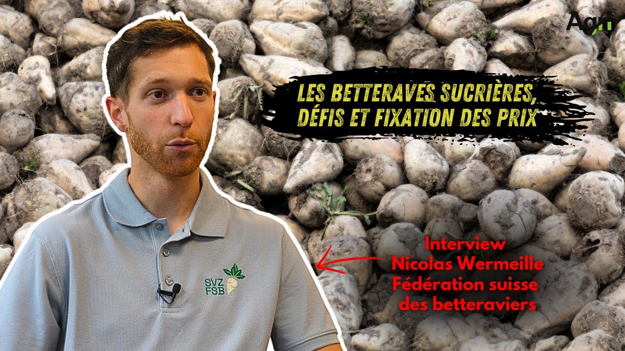 Les BETTERAVIERS suisses sont TRIBUTAIRES du marché MONDIAL du SUCRE