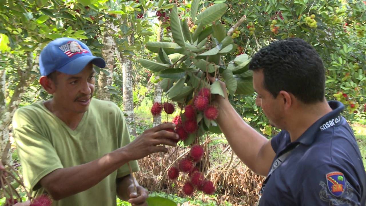 EP   CULTIVO DE RAMBUTAN 02