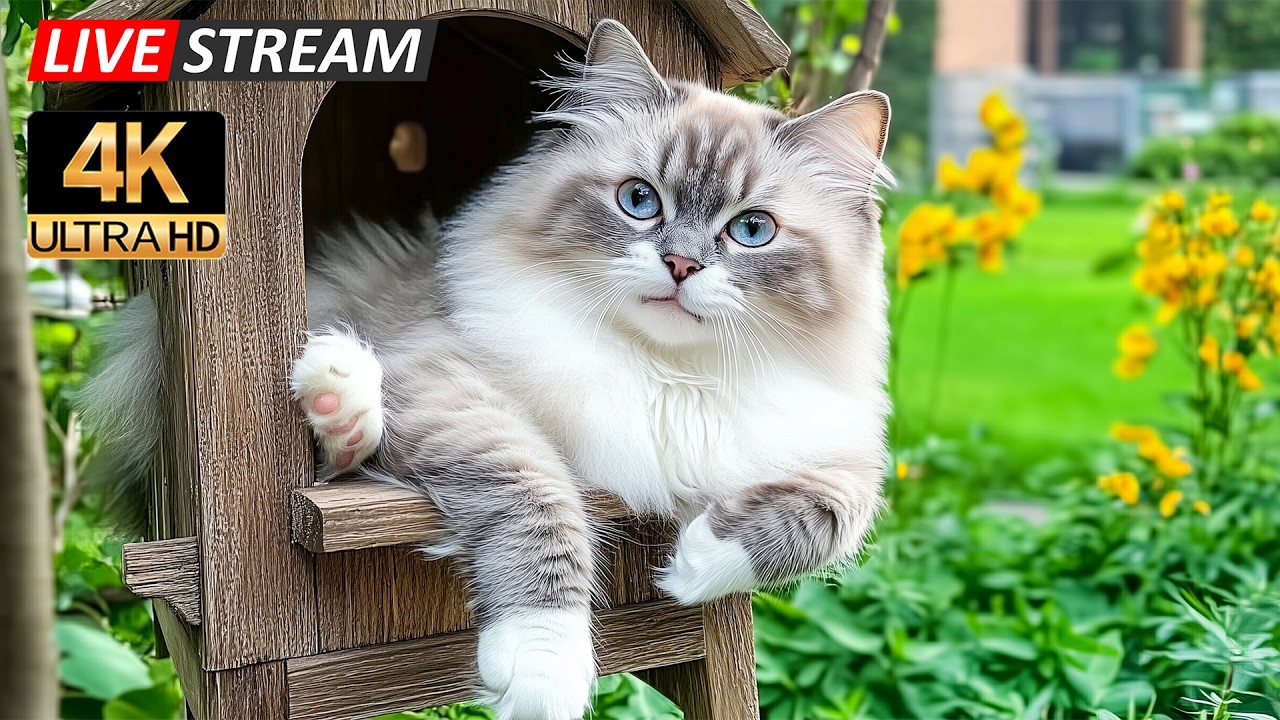 Healing Cat Sleep Music 😺Soft, Peaceful Melodies to Calm Nervous Cats, Encourage Long Restful Nights
