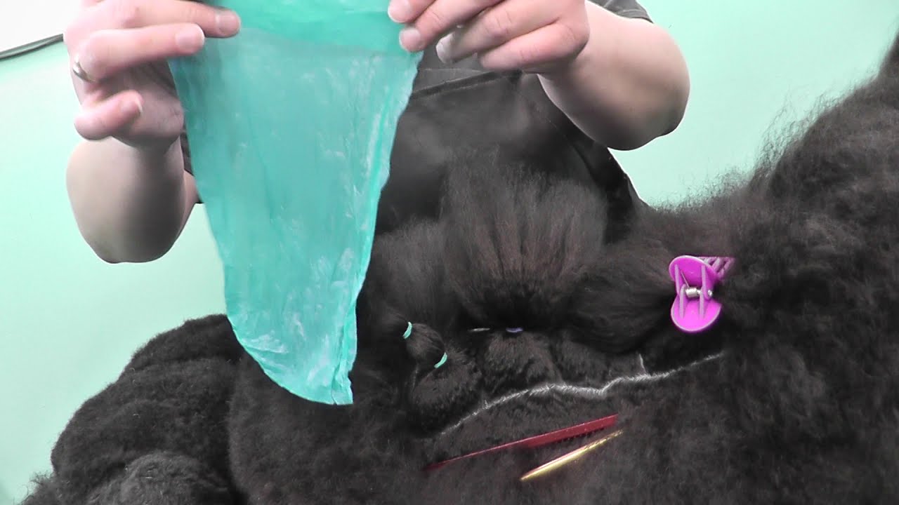 Close up How to Wrap your Show Coat