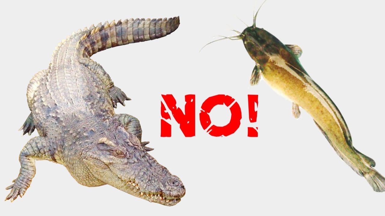 Cá sấu chê cá trê, cho tất cả các con vật ăn (crocodile dislikes catfishes – feeding all animals)