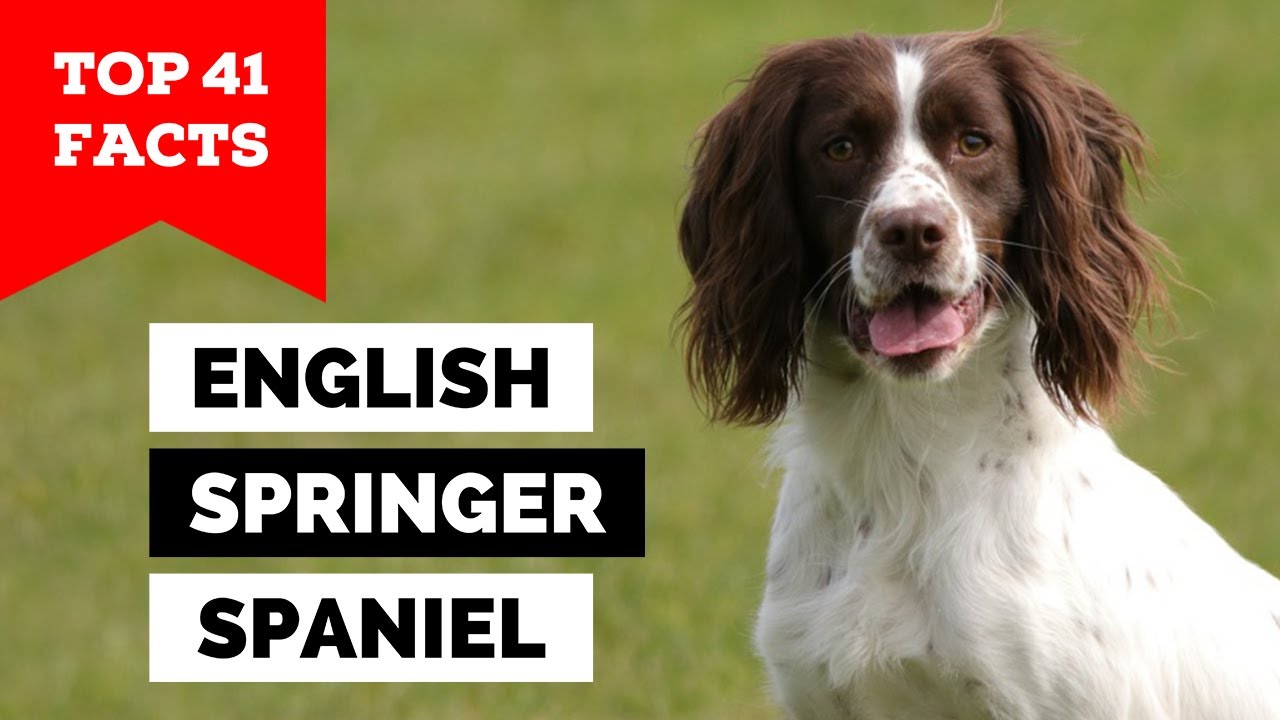 99% of English Springer Spaniel Owners Don't Know This