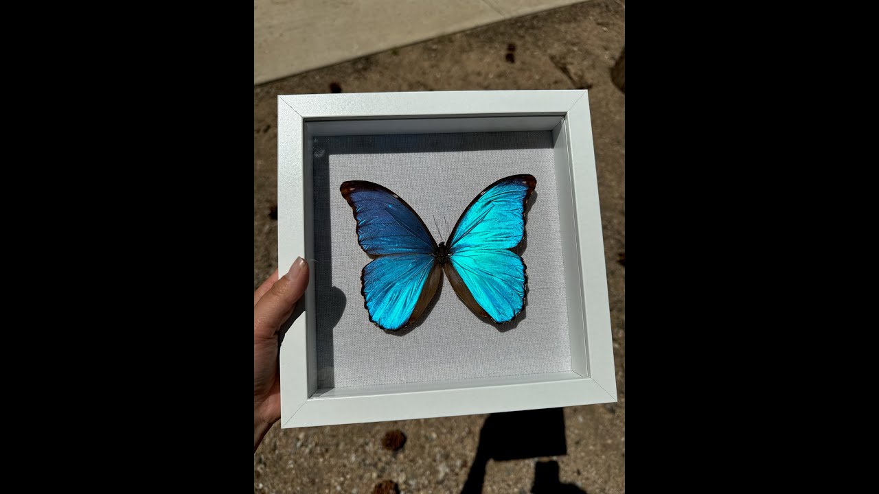 Pin a Blue Morpho Butterfly with Me