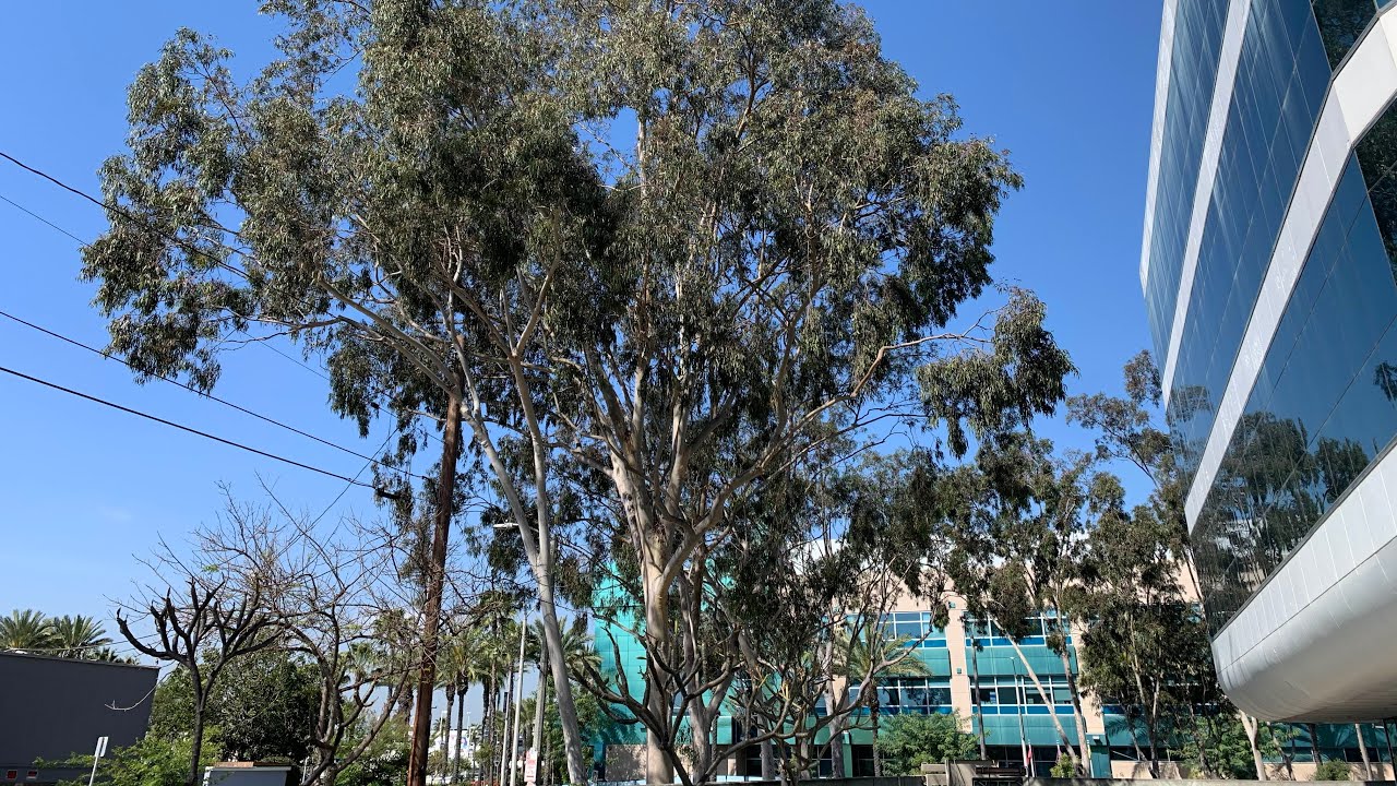 Blue Gum Eucalyptus Trees in Long Beach, California