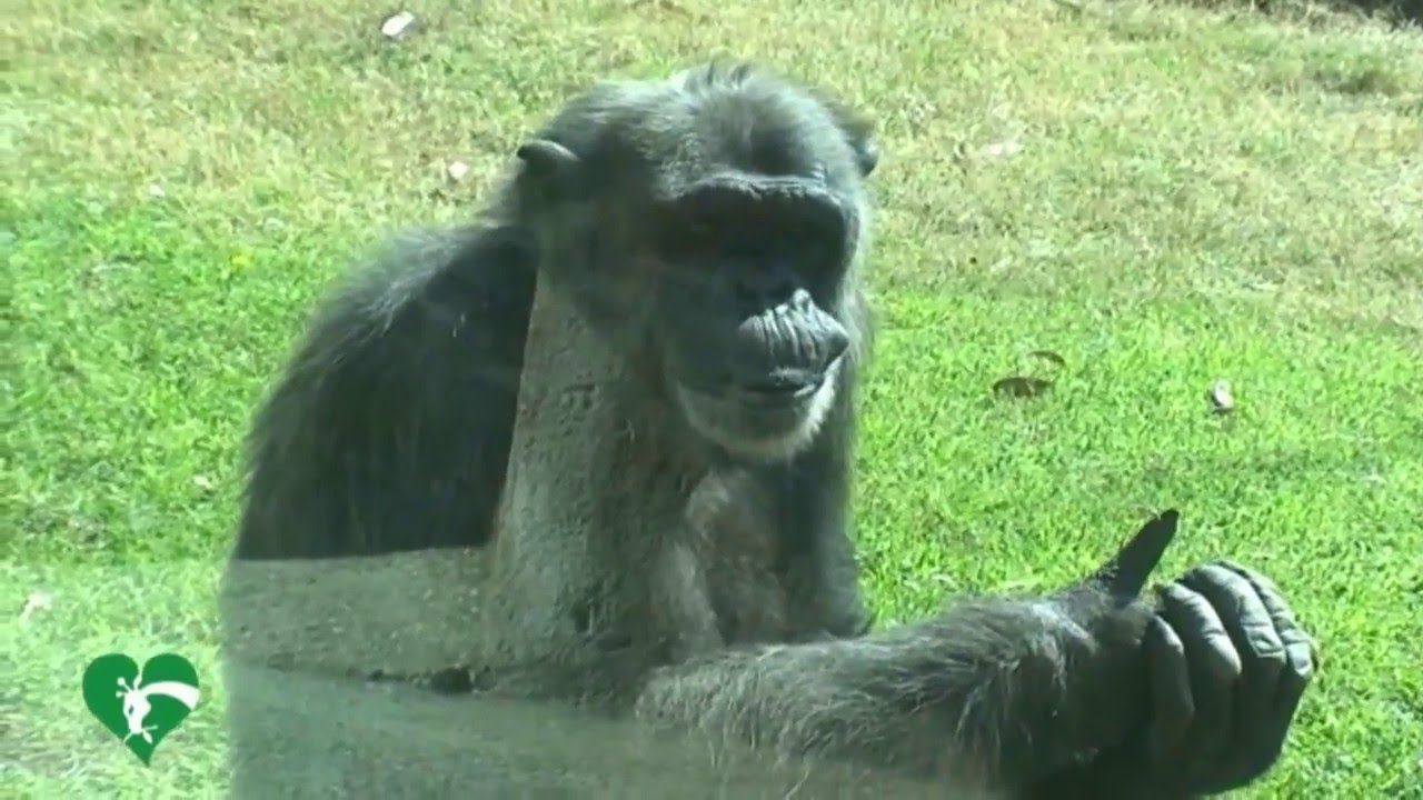 Al Bioparco grande festa per lo scimpanzè Pippo che compie 30 anni