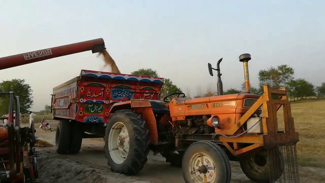 Unloading Of Wheat Crops on Hydrullic Trolly With Combine Harvester Lavarda