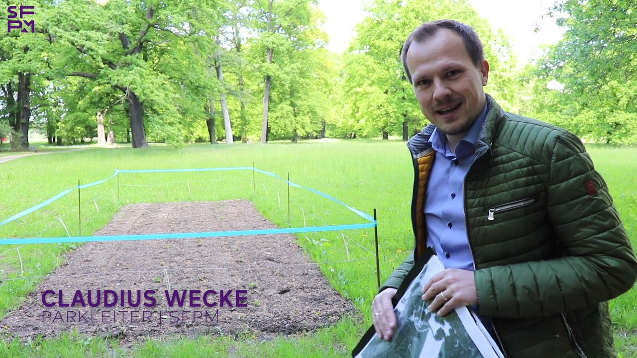 Branitz 1945 | Kartoffeln auf der Bleyerwiese im Branitzer Park