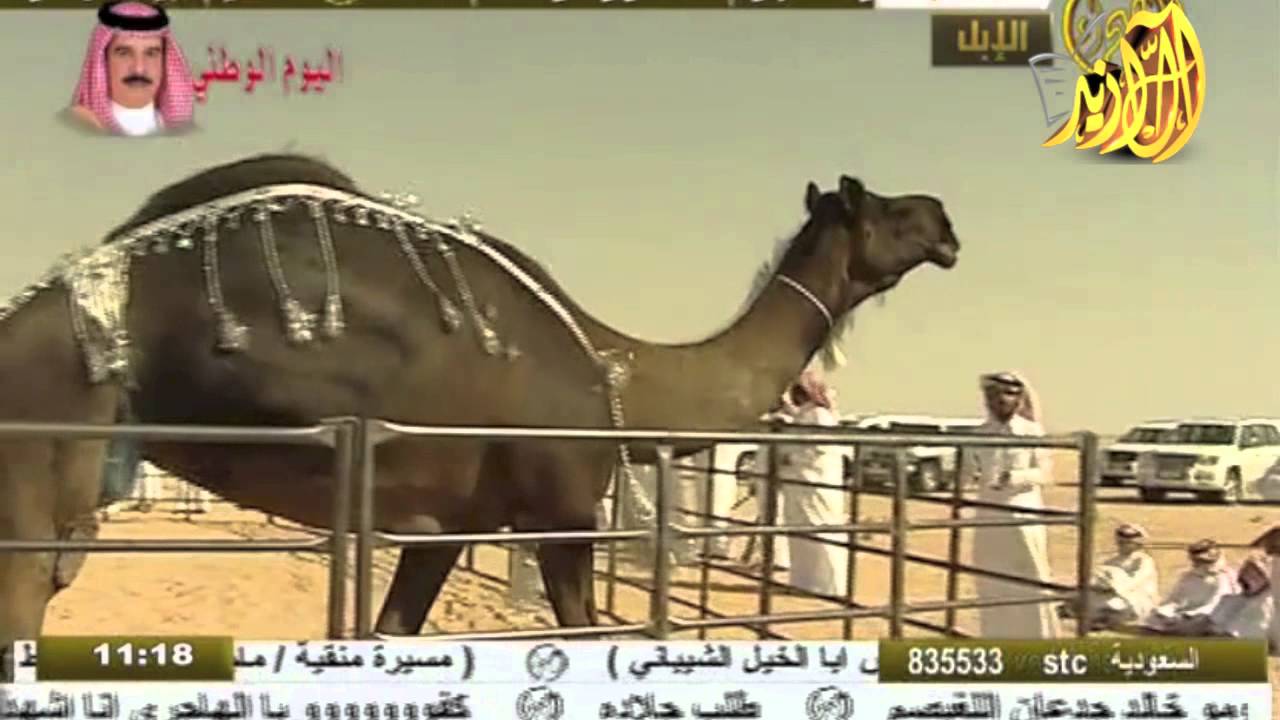منقية / محمد بن زايد الخيارين الهاجري