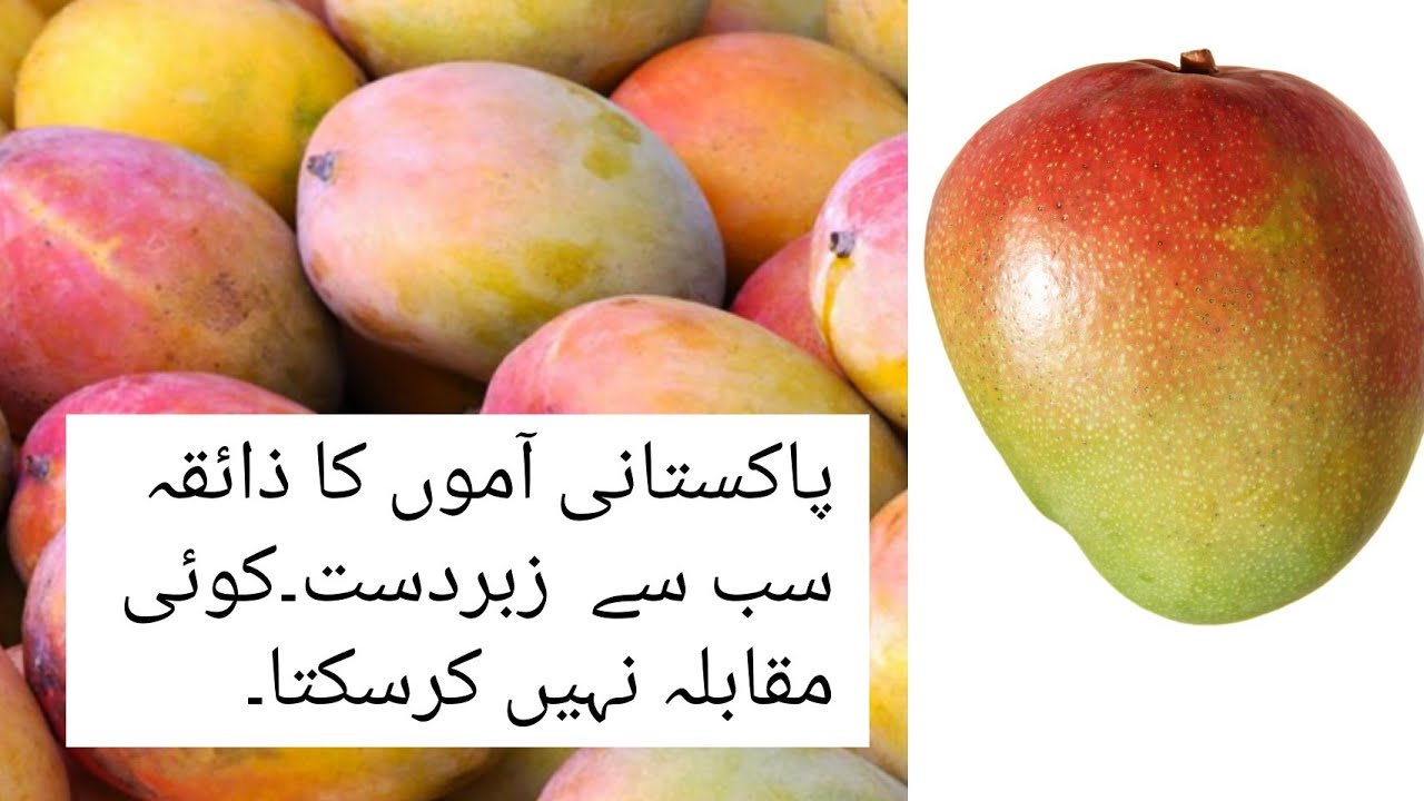 Mangoes variety in America|maxican Mango|big Mango|