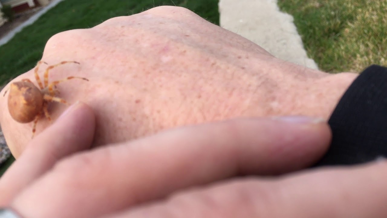 Missy the Cat Face Spider - Give Her a Hand