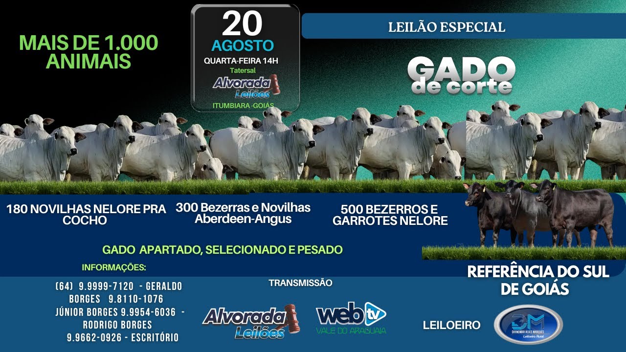 LEILÃO GADO DE CORTE ALVORADA LEILÕES 20 DE AGOSTO QUARTA-FEIRA 14H ITUMBIARA GO.