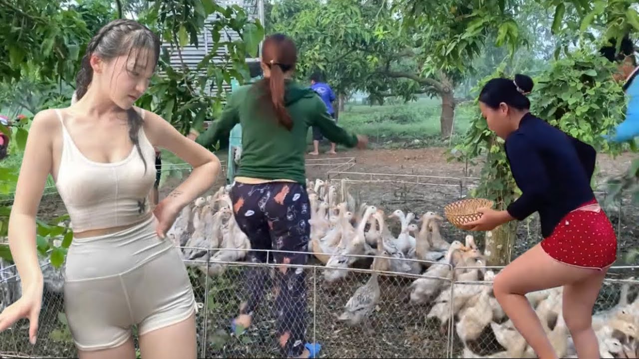 Full video: Ducks are transported by truck from the farm to the new field.