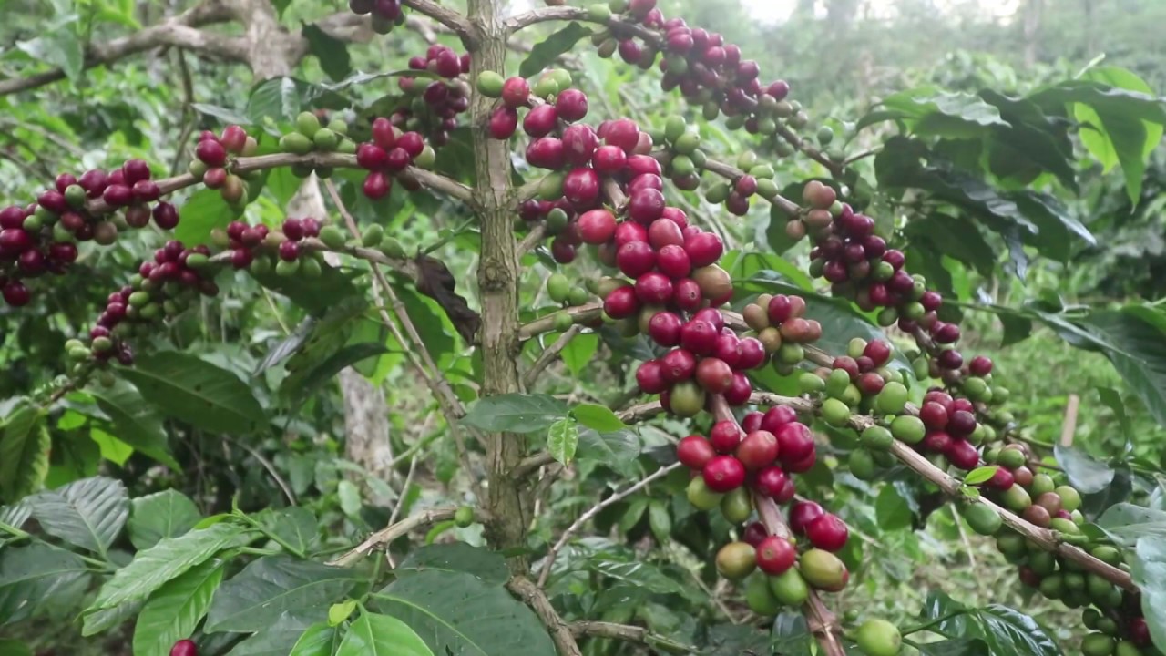 kopi varietas ateng super usia tanam dua tahun tetapi buah sudah banyak #kopiatengsuper