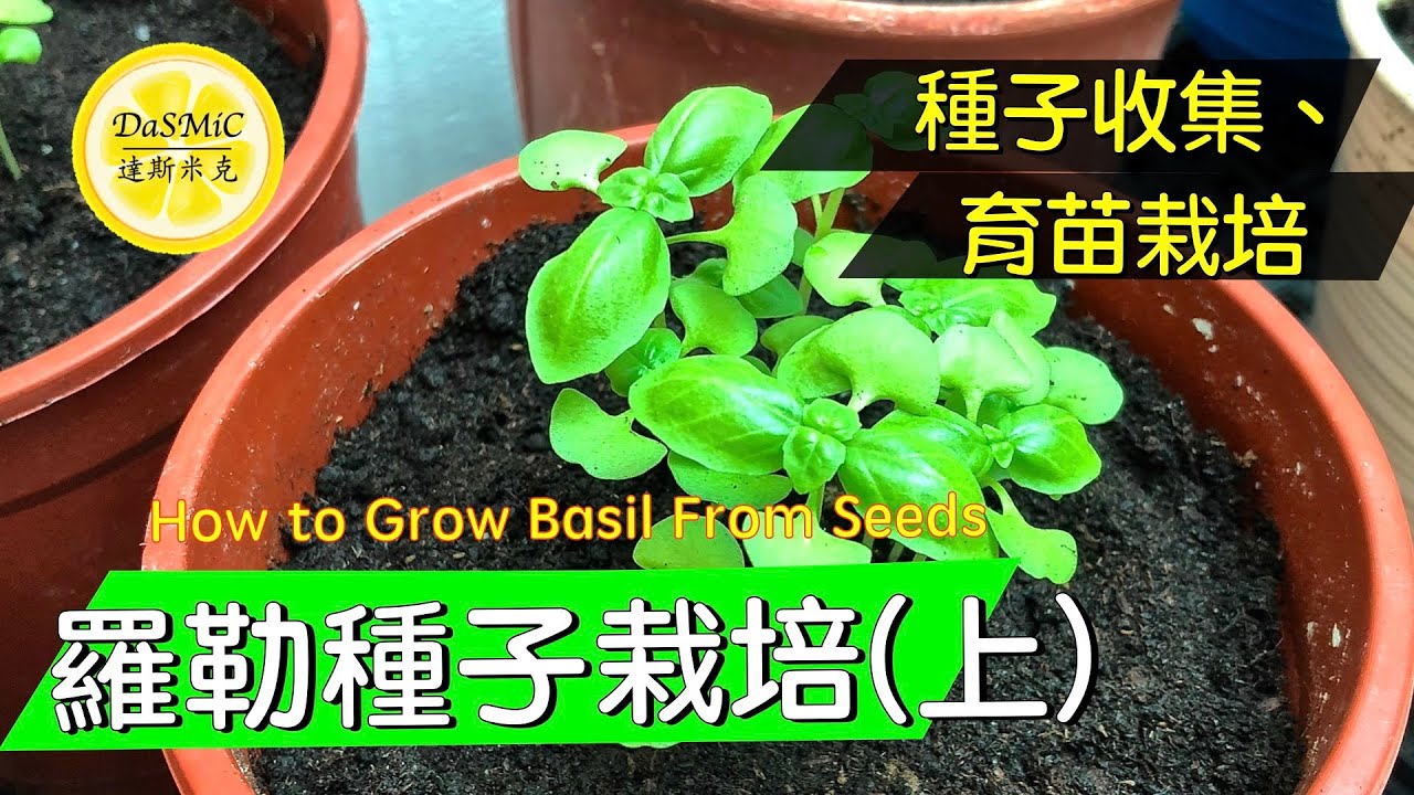 羅勒種子栽培 (上) | How To Grow Basil From Seeds | Gardening