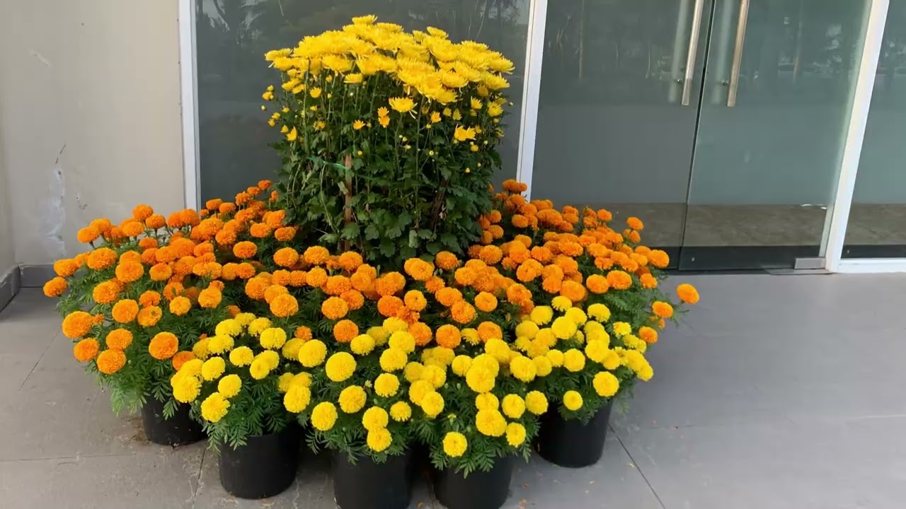 Dư Âm Tết/ Về Thăm 2 Ngôi Nhà Thứ Hai Thất Thủ