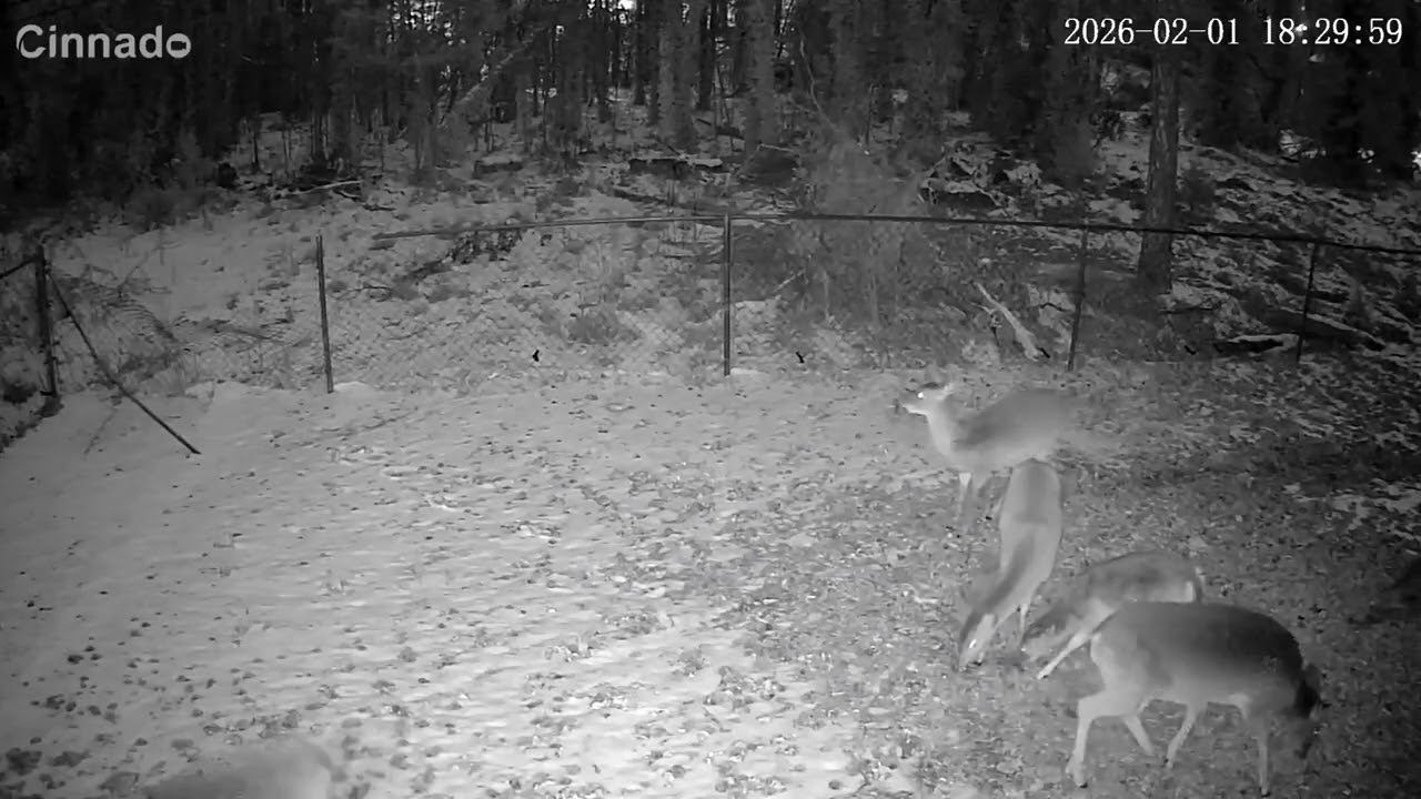 Deer & Snow 1/27/26
