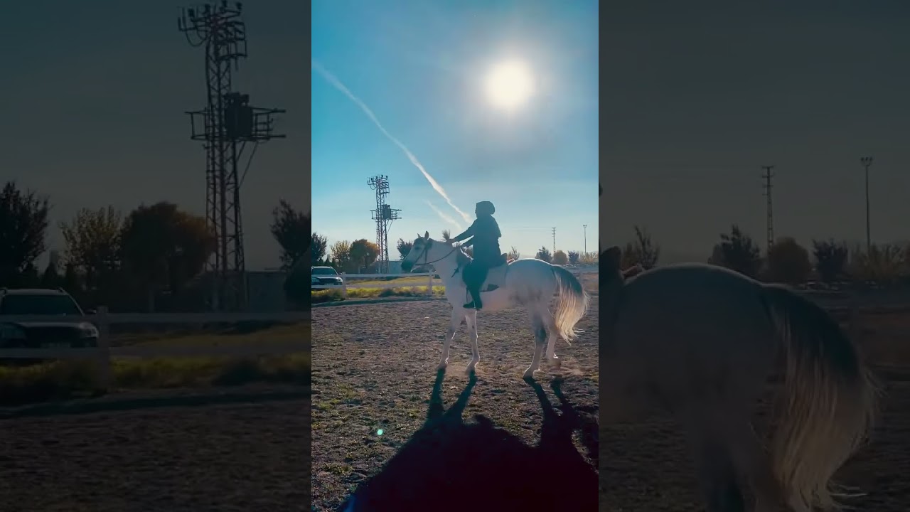 Atla şaha kalkmak. At şaha nasıl kaldırılır..? #keşfet #atışahakaldırmak Atı şaha kaldırma m&uuml;ziği.