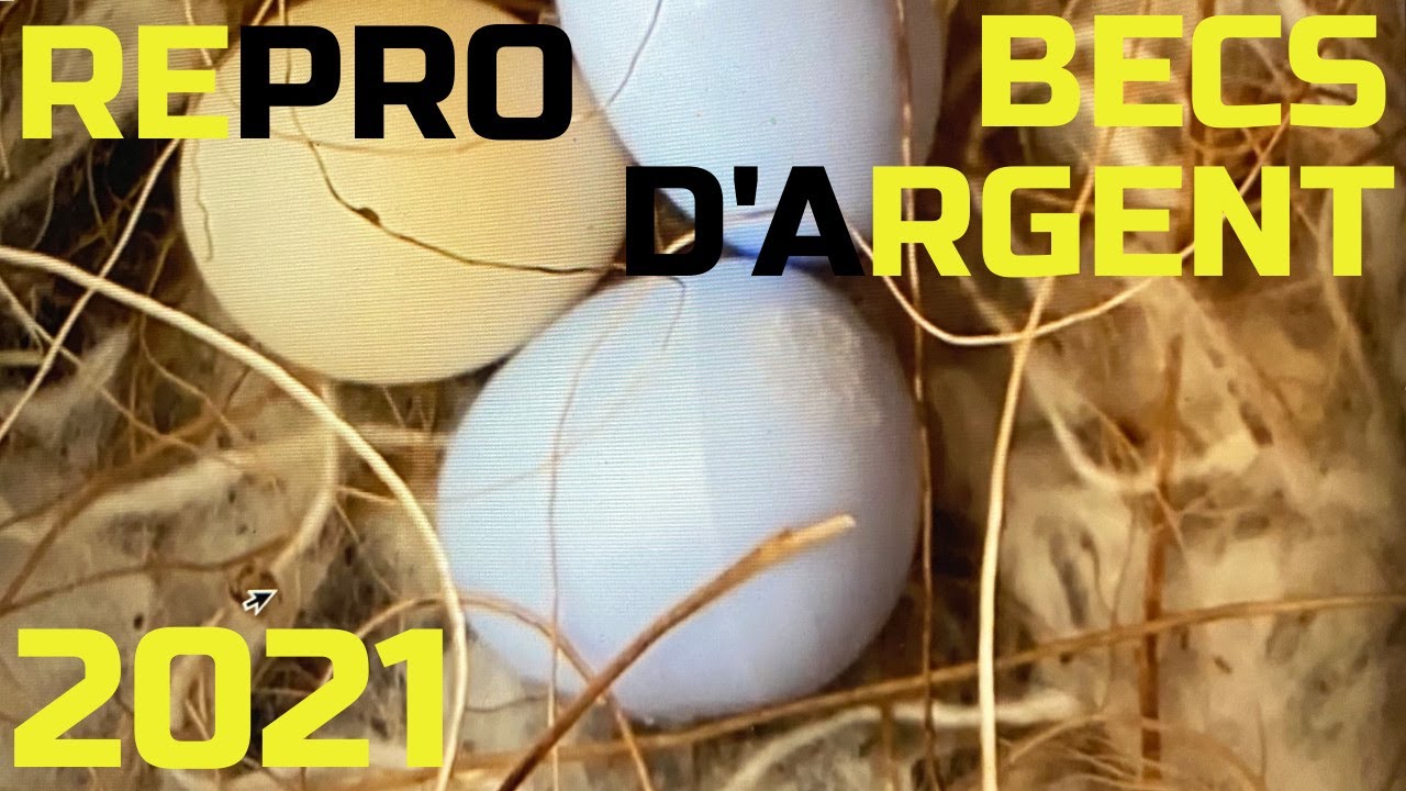 REPRO BEC D'ARGENT 🥚 2ÈME TOUR CANARI, MOINEAUX DU JAPON, OISILLONS À 23 & 24 JOURS,  VLOGCANARI#24