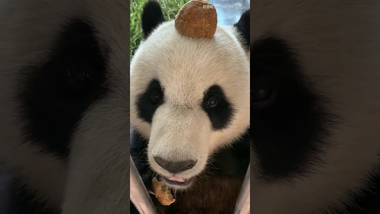 Panda Jin Hu-Hate to eat watermelon!！it looks like The soft and bloody insides are exposed.