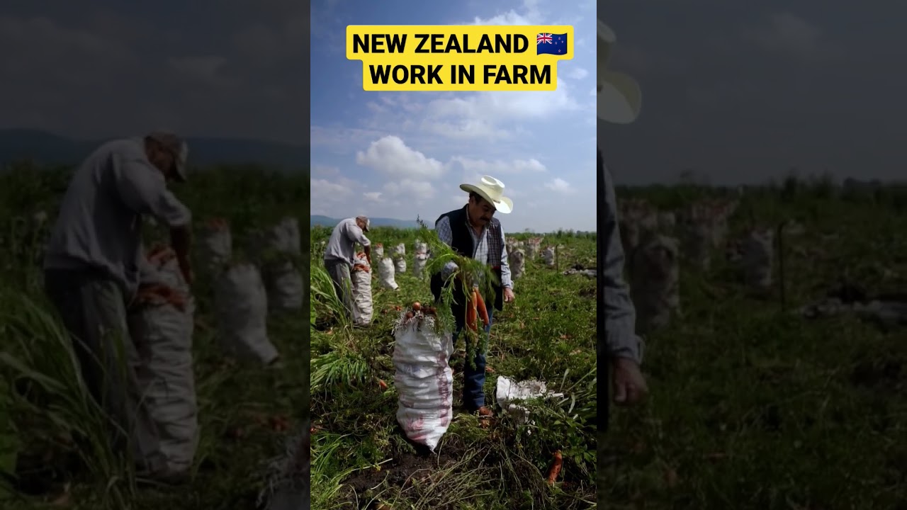 NEW ZEALAND WORK IN FARM #newzealand #farming #shorts #viral #trending #india #agriculture #video