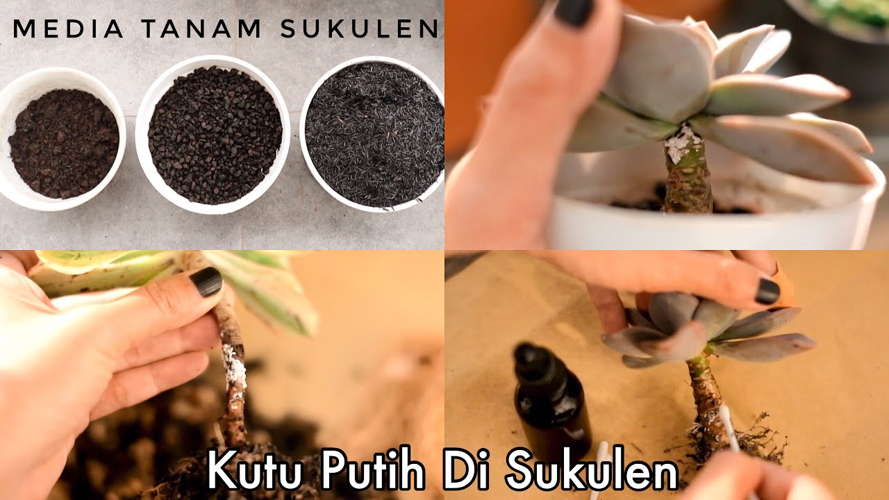 Cara Menghilangkan Hama Pada Sukulen - Media Tanam Sukulen