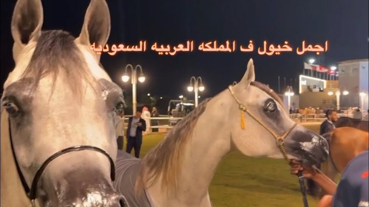 مسابقة مركز الملك سلمان للخيول #اكسبلور #النظافه #ترند #explore #مسابقات #خيل 