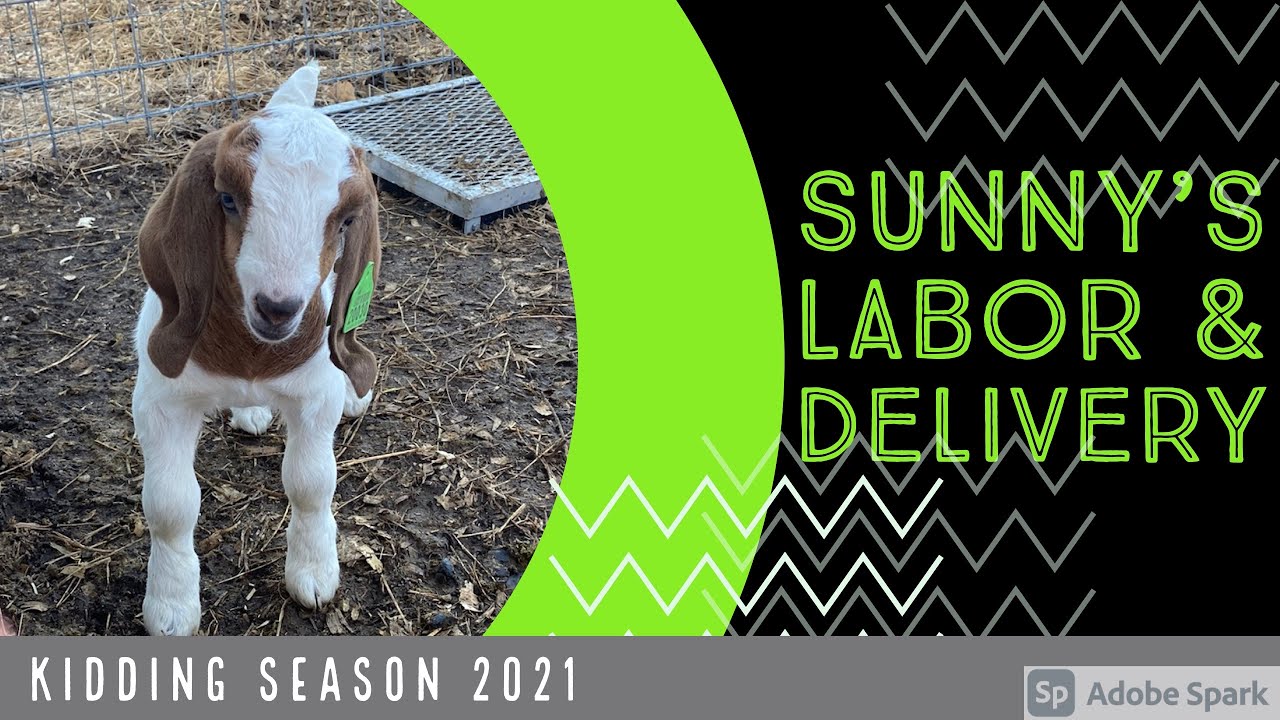 Sunny’s Full Labor & Delivery | Boer Goat Kidding Season 2021