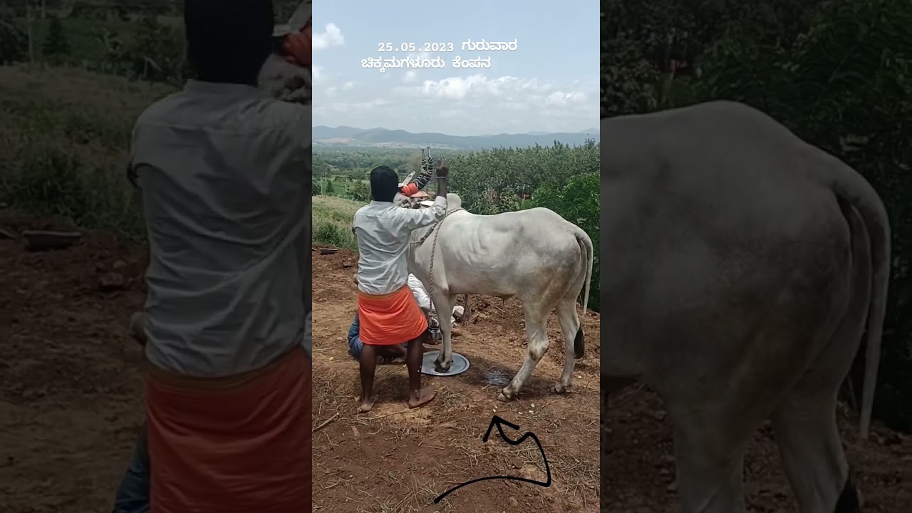 25.05.2023 ಗುರುವಾರ ಚಿಕ್ಕಮಗಳೂರು..ಹುಳಿಯಾರಹಳ್ಳಿ ಗ್ರಾಮದಲ್ಕಿ ಶರಣ್ಯ ದೇವರ ಪವಾಡ ಮುಂದೆ ನೀವೇ ನೋಡಿ