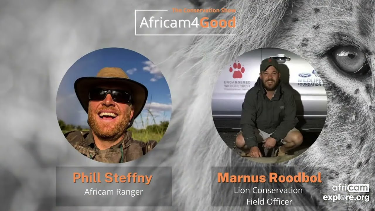 The Africam4Good Show | World Lion Day